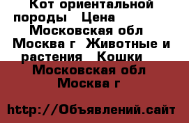 Кот ориентальной породы › Цена ­ 15 000 - Московская обл., Москва г. Животные и растения » Кошки   . Московская обл.,Москва г.